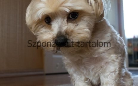 Befizetés Nélküli Bónusz